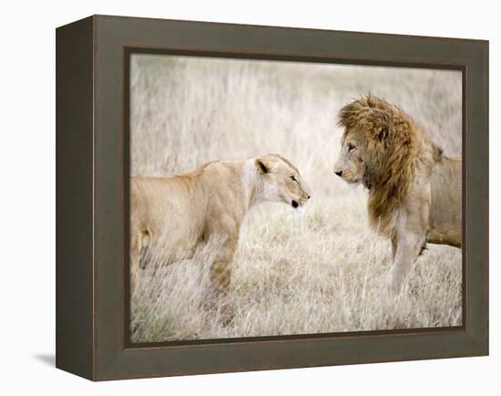 Lion and a Lioness Standing Face to Face in a Forest, Ngorongoro Crater, Ngorongoro, Tanzania-null-Framed Premier Image Canvas