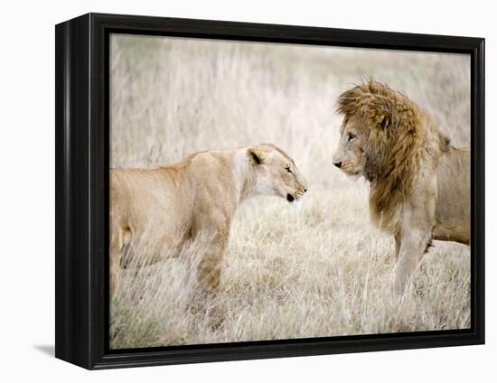 Lion and a Lioness Standing Face to Face in a Forest, Ngorongoro Crater, Ngorongoro, Tanzania-null-Framed Premier Image Canvas