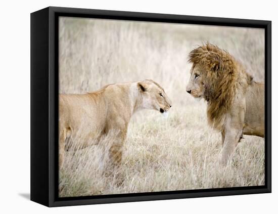 Lion and a Lioness Standing Face to Face in a Forest, Ngorongoro Crater, Ngorongoro, Tanzania-null-Framed Premier Image Canvas