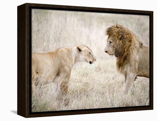 Lion and a Lioness Standing Face to Face in a Forest, Ngorongoro Crater, Ngorongoro, Tanzania-null-Framed Premier Image Canvas