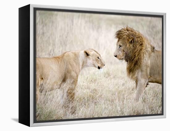 Lion and a Lioness Standing Face to Face in a Forest, Ngorongoro Crater, Ngorongoro, Tanzania-null-Framed Premier Image Canvas