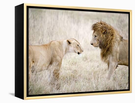 Lion and a Lioness Standing Face to Face in a Forest, Ngorongoro Crater, Ngorongoro, Tanzania-null-Framed Premier Image Canvas