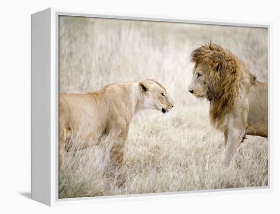 Lion and a Lioness Standing Face to Face in a Forest, Ngorongoro Crater, Ngorongoro, Tanzania-null-Framed Premier Image Canvas