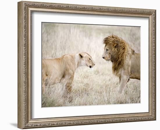 Lion and a Lioness Standing Face to Face in a Forest, Ngorongoro Crater, Ngorongoro, Tanzania-null-Framed Photographic Print