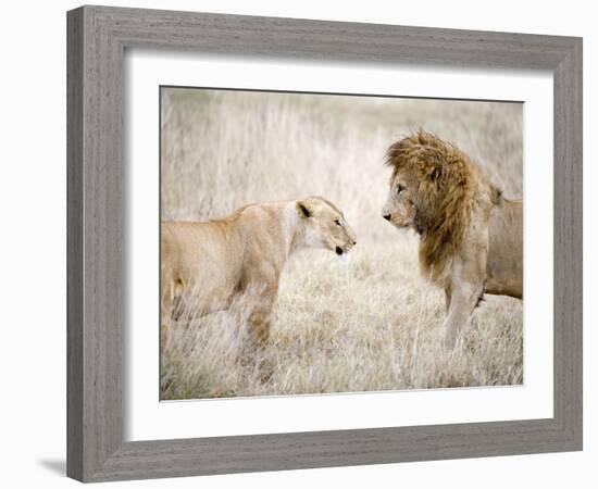 Lion and a Lioness Standing Face to Face in a Forest, Ngorongoro Crater, Ngorongoro, Tanzania-null-Framed Photographic Print