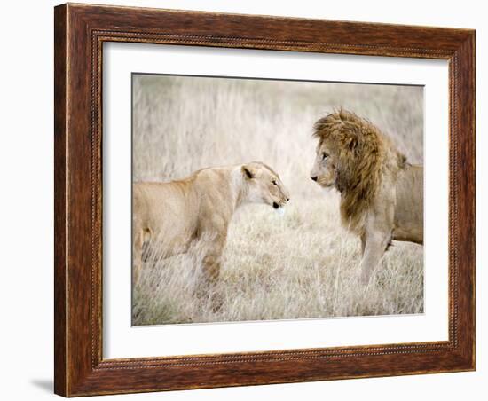 Lion and a Lioness Standing Face to Face in a Forest, Ngorongoro Crater, Ngorongoro, Tanzania-null-Framed Photographic Print