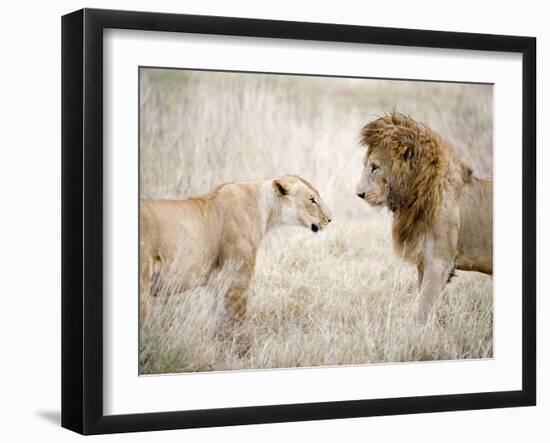 Lion and a Lioness Standing Face to Face in a Forest, Ngorongoro Crater, Ngorongoro, Tanzania-null-Framed Photographic Print