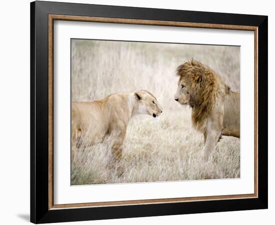 Lion and a Lioness Standing Face to Face in a Forest, Ngorongoro Crater, Ngorongoro, Tanzania-null-Framed Photographic Print