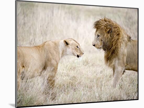 Lion and a Lioness Standing Face to Face in a Forest, Ngorongoro Crater, Ngorongoro, Tanzania-null-Mounted Photographic Print