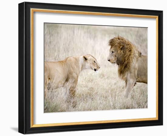 Lion and a Lioness Standing Face to Face in a Forest, Ngorongoro Crater, Ngorongoro, Tanzania-null-Framed Photographic Print