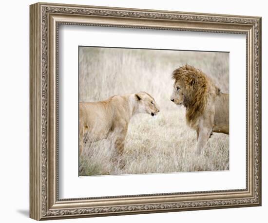 Lion and a Lioness Standing Face to Face in a Forest, Ngorongoro Crater, Ngorongoro, Tanzania-null-Framed Photographic Print