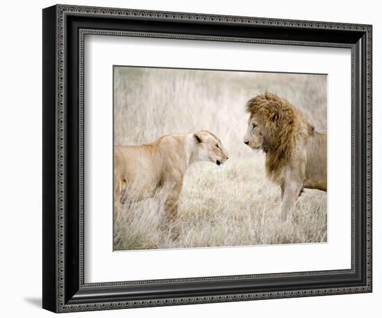 Lion and a Lioness Standing Face to Face in a Forest, Ngorongoro Crater, Ngorongoro, Tanzania-null-Framed Photographic Print