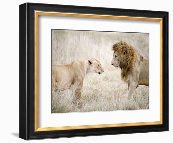 Lion and a Lioness Standing Face to Face in a Forest, Ngorongoro Crater, Ngorongoro, Tanzania-null-Framed Photographic Print