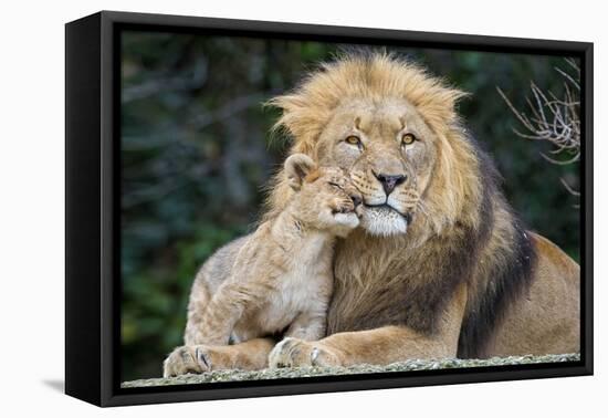 Lion and Cub Cuddle-Lantern Press-Framed Stretched Canvas