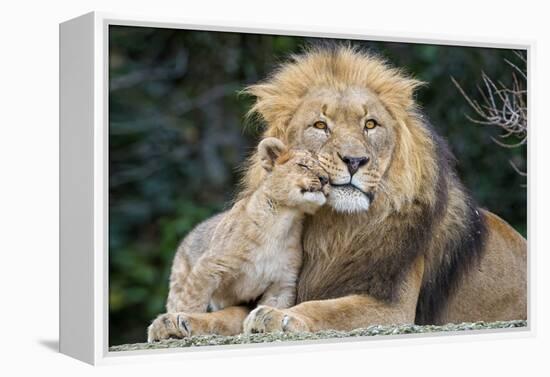 Lion and Cub Cuddle-Lantern Press-Framed Stretched Canvas