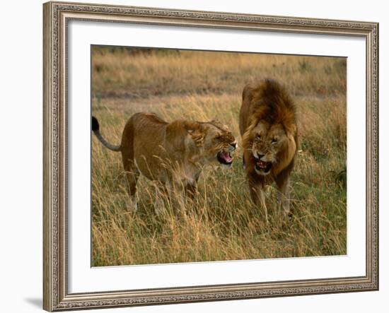 Lion and Lioness Growling at Each Other, Masai Mara National Reserve, Rift Valley, Kenya-Mitch Reardon-Framed Photographic Print