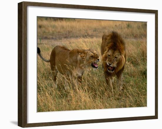 Lion and Lioness Growling at Each Other, Masai Mara National Reserve, Rift Valley, Kenya-Mitch Reardon-Framed Photographic Print