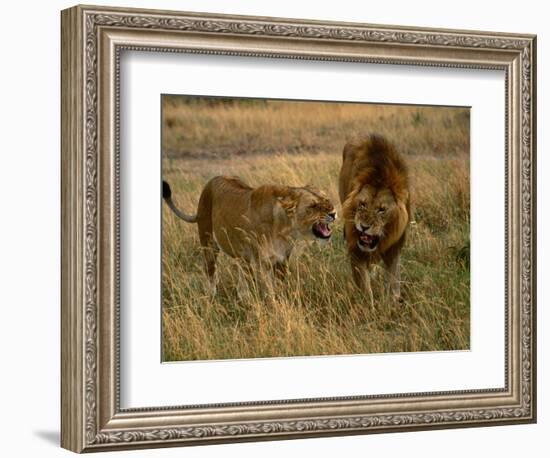 Lion and Lioness Growling at Each Other, Masai Mara National Reserve, Rift Valley, Kenya-Mitch Reardon-Framed Photographic Print