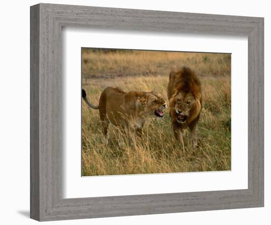 Lion and Lioness Growling at Each Other, Masai Mara National Reserve, Rift Valley, Kenya-Mitch Reardon-Framed Photographic Print