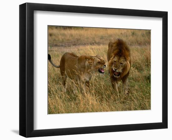 Lion and Lioness Growling at Each Other, Masai Mara National Reserve, Rift Valley, Kenya-Mitch Reardon-Framed Photographic Print