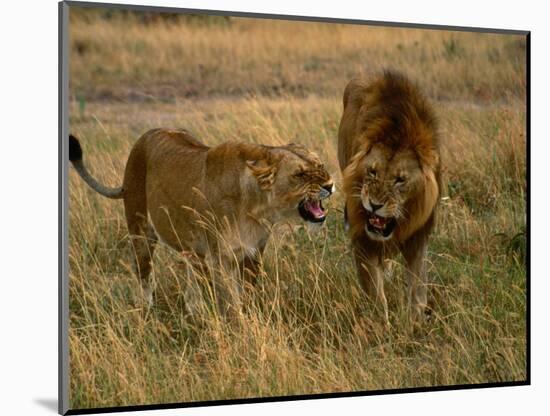 Lion and Lioness Growling at Each Other, Masai Mara National Reserve, Rift Valley, Kenya-Mitch Reardon-Mounted Photographic Print