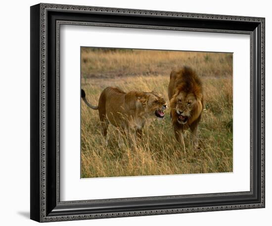 Lion and Lioness Growling at Each Other, Masai Mara National Reserve, Rift Valley, Kenya-Mitch Reardon-Framed Photographic Print