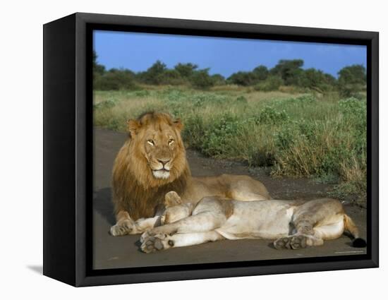 Lion and Lioness (Panthera Leo), Kruger National Park, South Africa, Africa-Steve & Ann Toon-Framed Premier Image Canvas