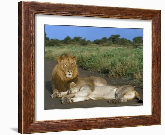 Lion and Lioness (Panthera Leo), Kruger National Park, South Africa, Africa-Steve & Ann Toon-Framed Photographic Print