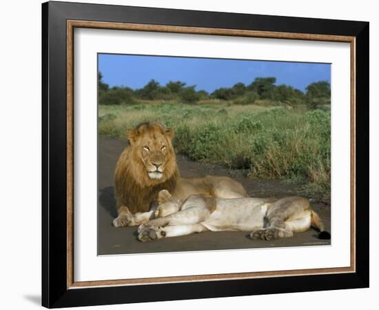 Lion and Lioness (Panthera Leo), Kruger National Park, South Africa, Africa-Steve & Ann Toon-Framed Photographic Print