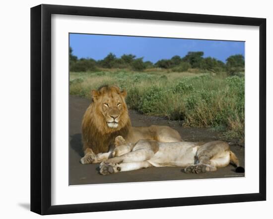 Lion and Lioness (Panthera Leo), Kruger National Park, South Africa, Africa-Steve & Ann Toon-Framed Photographic Print