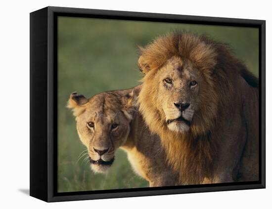 Lion and Lioness-DLILLC-Framed Premier Image Canvas