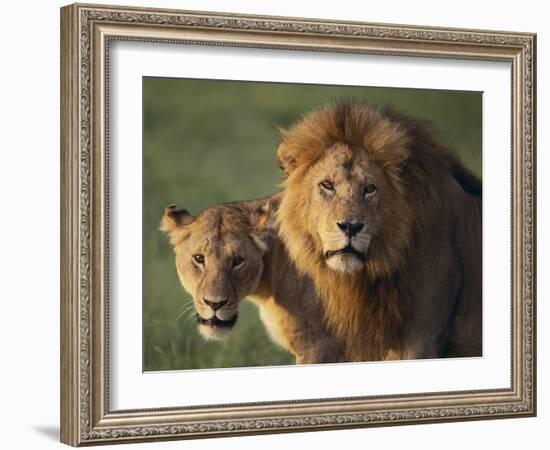 Lion and Lioness-DLILLC-Framed Photographic Print