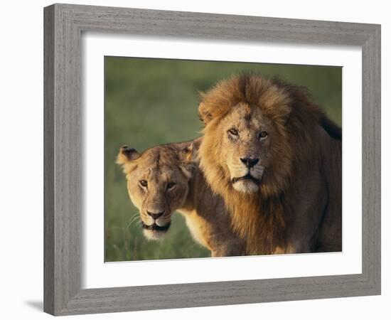 Lion and Lioness-DLILLC-Framed Photographic Print