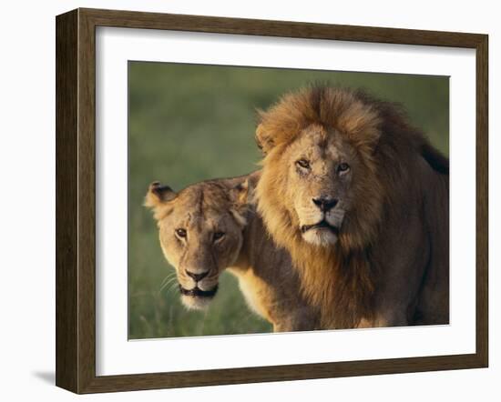 Lion and Lioness-DLILLC-Framed Photographic Print