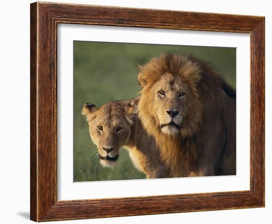 Lion and Lioness-DLILLC-Framed Photographic Print