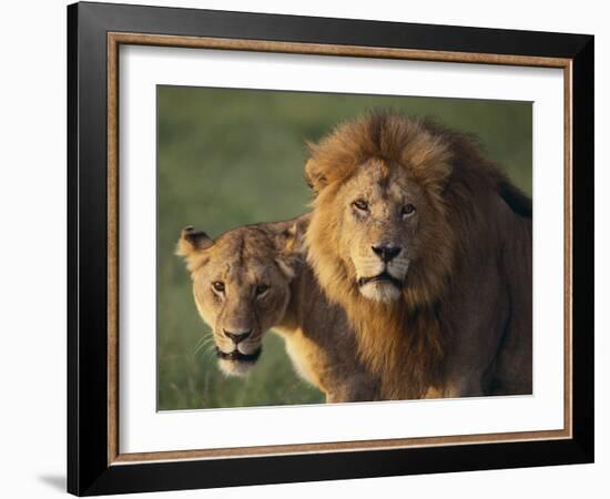 Lion and Lioness-DLILLC-Framed Photographic Print