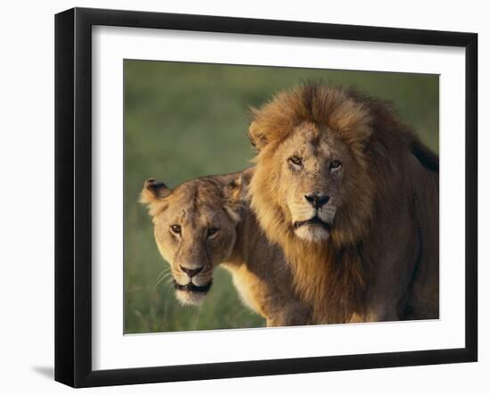 Lion and Lioness-DLILLC-Framed Photographic Print