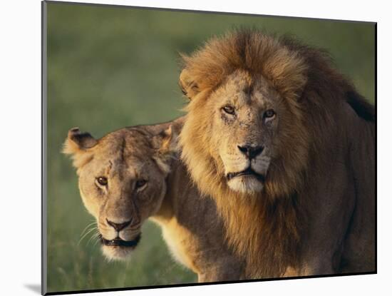 Lion and Lioness-DLILLC-Mounted Photographic Print