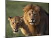 Lion and Lioness-DLILLC-Mounted Photographic Print