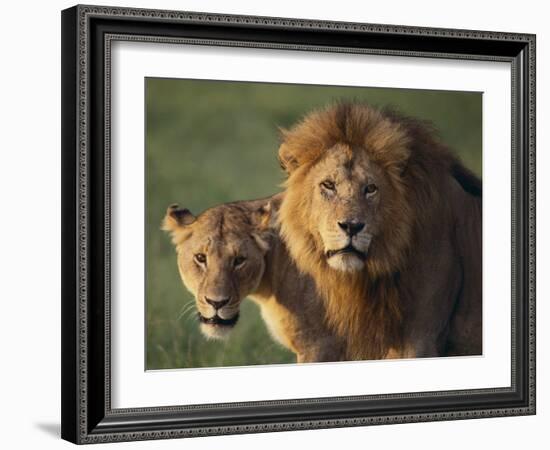 Lion and Lioness-DLILLC-Framed Photographic Print