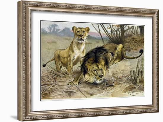 Lion and Lioness-null-Framed Giclee Print