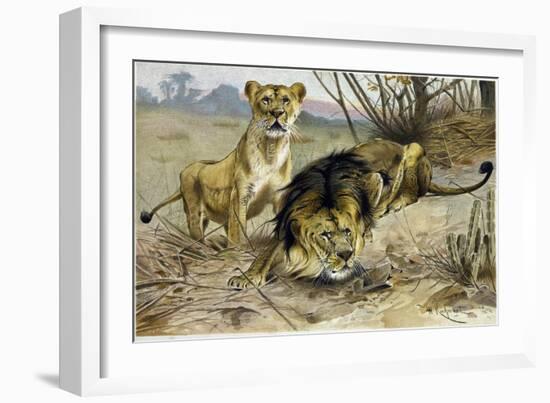 Lion and Lioness-null-Framed Giclee Print