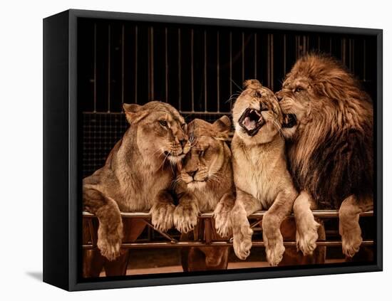 Lion and Three Lioness-NejroN Photo-Framed Premier Image Canvas