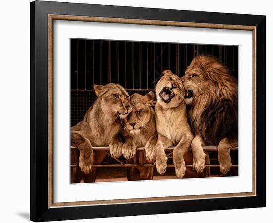 Lion and Three Lioness-NejroN Photo-Framed Photographic Print