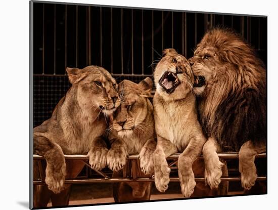 Lion and Three Lioness-NejroN Photo-Mounted Photographic Print