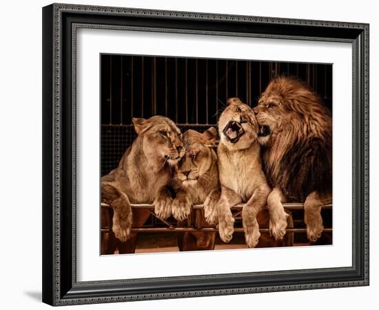 Lion and Three Lioness-NejroN Photo-Framed Photographic Print