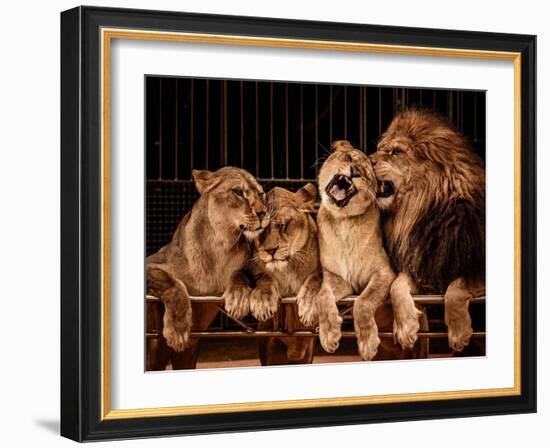 Lion and Three Lioness-NejroN Photo-Framed Photographic Print