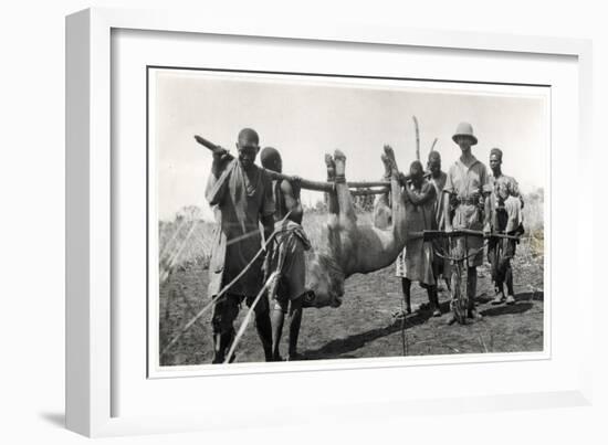 Lion at Bahr El Ghazal, Am Dafok, 1925-Georges-Marie Haardt-Framed Giclee Print