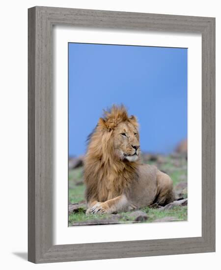 Lion at Rest Full Bleed-Martin Fowkes-Framed Giclee Print