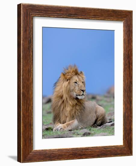 Lion at Rest Full Bleed-Martin Fowkes-Framed Giclee Print